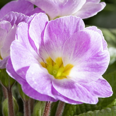 Pflanzenkreation Frühlingsduft, 12 Pflanzen inkl. Erde Pflanzenkreation Frühlingsduft, 12 Pflanzen inkl. Erde