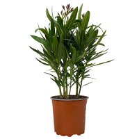 Oleander, Farben zufällig, Busch, Topf-Ø 15 cm, Höhe ca. 40 cm, 2er-Set