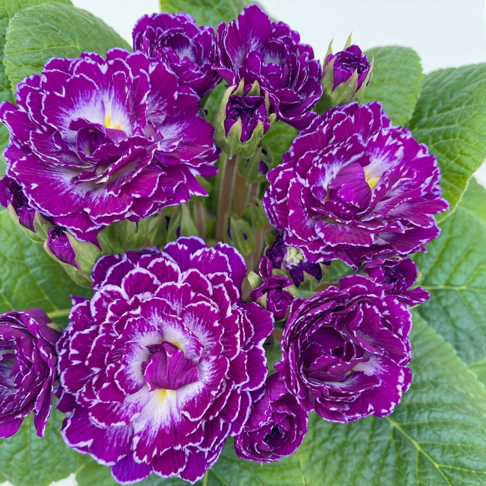 Primel 'Belarina Purple Dawn' lila, Topf-Ø 12 cm, 6er-Set