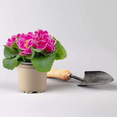 Primel 'Sirococco', Farben zufällig, gerüscht, Topf-Ø 11 cm, 8 Pflanzen