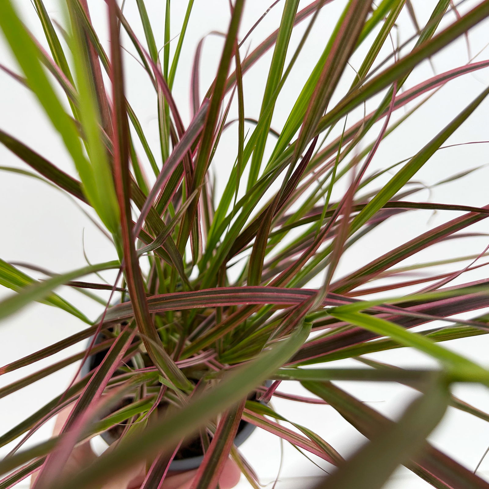 Lampenputzergras 'Fireworks', bunt, Topf-Ø 12 cm, 3 Pflanzen