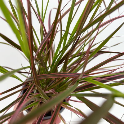 Lampenputzergras 'Fireworks', bunt, Topf-Ø 12 cm, 3 Pflanzen