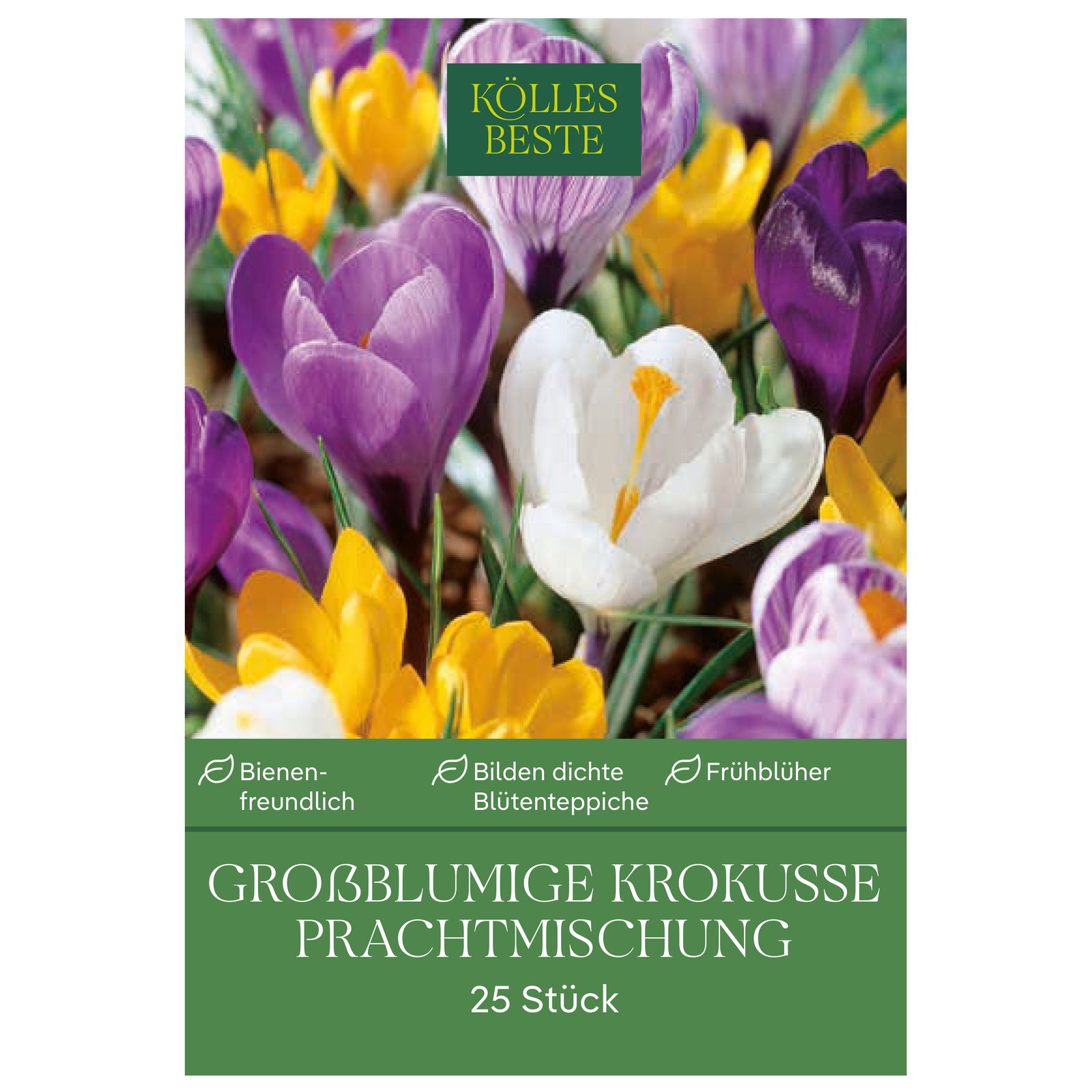 großblumige Krokusse Prachtmischung, 25 Blumenzwiebeln
