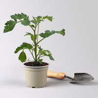 Bio Pflaumentomate 'Cookie', Topf-Ø 12 cm, 3 Pflanzen