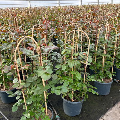 Duftende Edelrose 'Bellevue'®, purpur-rot, Doppelbogen, Topf 7,5 Liter Duftende Edelrose 'Bellevue'®, purpur-rot, Doppelbogen, Topf 7,5 Liter