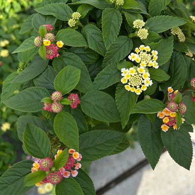 Wandelröschen, mehrfarbig, Farben zufällig, Topf-Ø 12 cm, 6 Pflanzen