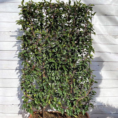 Portugiesischer Lorbeer 'Angustifolia', 5er-Set, Spalier 130x90 cm, Kasten 80 cm