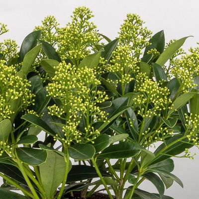 Blütenskimmie 'Finchy', Skimmia japonica, weiß, Topf-Ø 19 cm Blütenskimmie 'Finchy', Skimmia japonica, weiß, Topf-Ø 19 cm