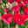 Duft-Tulpe, rot, vorgetrieben, Topf-Ø 11 cm, 6 Pflanzen