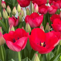 Duft-Tulpe, rot, vorgetrieben, Topf-Ø 11 cm, 6 Pflanzen