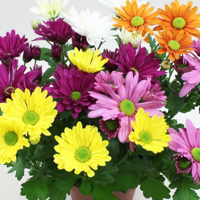 Chrysanthemen 'Quintett', bunt, Topf-Ø 14 cm, 4 Pflanzen Chrysanthemen 'Quintett', bunt, Topf-Ø 14 cm, 4 Pflanzen
