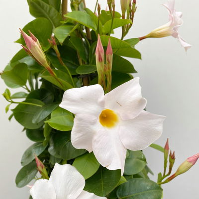 Dipladenie weiß, Pyramide, Topf-Ø 23 cm, Höhe ca. 110 cm