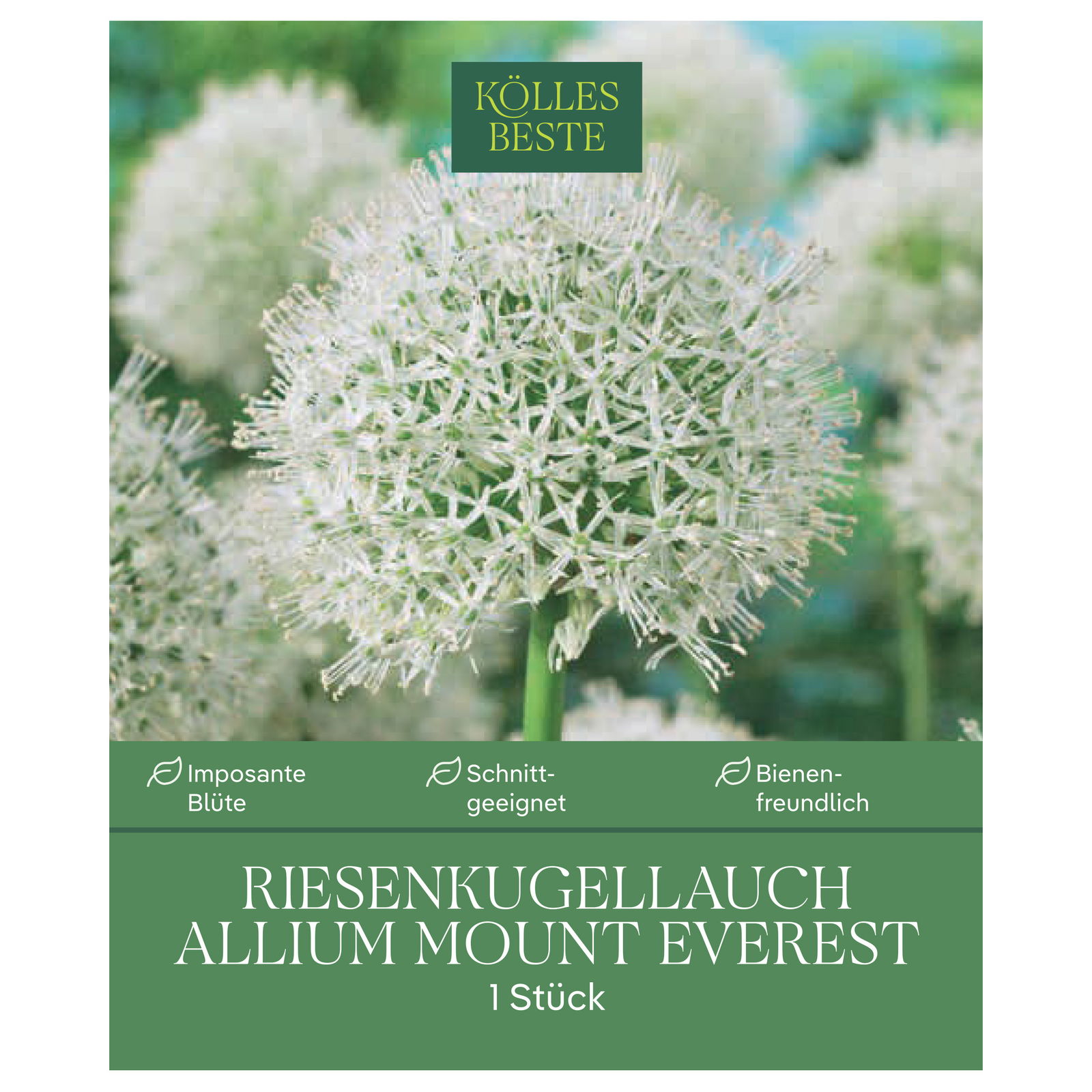 XXL Allium Mount Everest (Riesenkugellauch) weiß, 1 Blumenzwiebel XXL Allium Mount Everest (Riesenkugellauch) weiß, 1 Blumenzwiebel