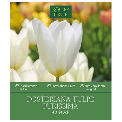 Fosteriana Tulpen Purissima weiß, 40 Blumenzwiebeln Fosteriana Tulpen Purissima weiß, 40 Blumenzwiebeln