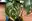 Thripse an Monstera Thripse an Monstera