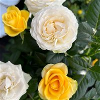 Rose 'Infinity Duo' weiß-gelb, Topf-Ø 14 cm, 2er-Set