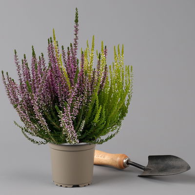 Calluna 'Trio', bunt, Mix nach Verfügbarkeit, Topf-Ø 10,5/11 cm, 6 Pflanzen Calluna 'Trio', bunt, Mix nach Verfügbarkeit, Topf-Ø 10,5/11 cm, 6 Pflanzen