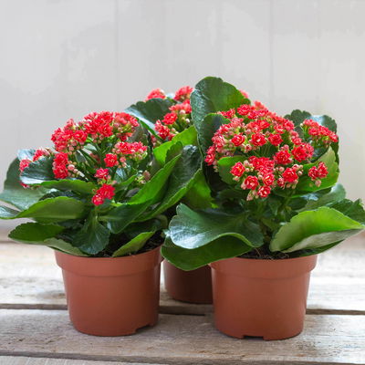 Kalanchoe 'Calandiva'®, rot, Topf-Ø 12 cm, Höhe ca. 27,5 cm, 6er-Set