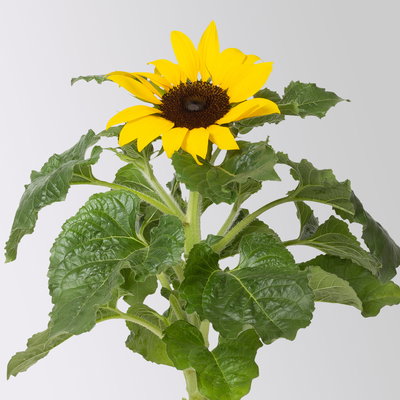 Sonnenblume 'Sunsation'® gelb, Topf-Ø 12/13 cm, 6 Pflanzen