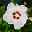 Kölle Garten-Hibiskus, Hibiscus syriacus 'Red Heart', weiß, im Topf 5 Liter