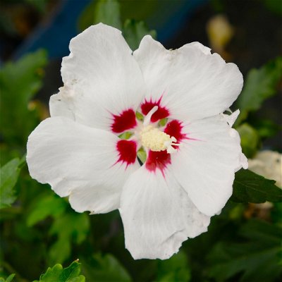 Garten-Hibiskus Hibiscus syriacus \'Red Heart\' online kaufen│Pflanzen-Kölle