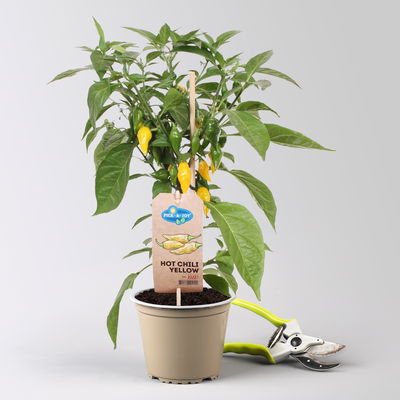 Chilipflanzen 'Pick-&-Joy® Hot Chili Yellow', Topf-Ø 14 cm, 2 Pflanzen Chilipflanzen 'Pick-&-Joy® Hot Chili Yellow', Topf-Ø 14 cm, 2 Pflanzen