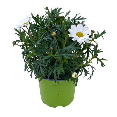 Margerite, weiß, Topf-Ø 12 cm, 6 Pflanzen