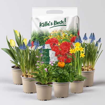 Pflanzenkreation Bunter Frühling, 6 Pflanzen inkl. Erde