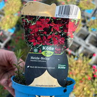 Bio Dianthus deltoides rot, Topf-Ø 11 cm, 3er-Set