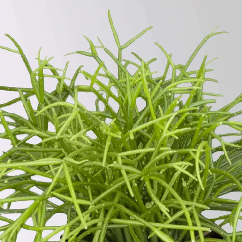 Grünpflanzenkreation 'Sukkulentenfreude', Topf-Ø 12/13 cm, 4 Pflanzen