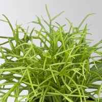 Grünpflanzenkreation 'Sukkulentenfreude', Topf-Ø 12/13 cm, 4 Pflanzen