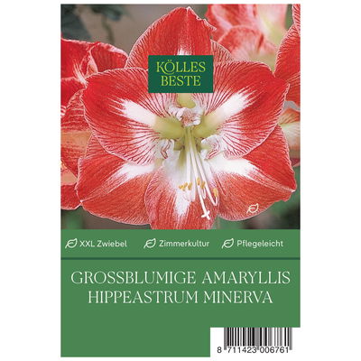 Großblumige Amaryllis Minerva rot/weiß, 1 Blumenzwiebel Großblumige Amaryllis Minerva rot/weiß, 1 Blumenzwiebel