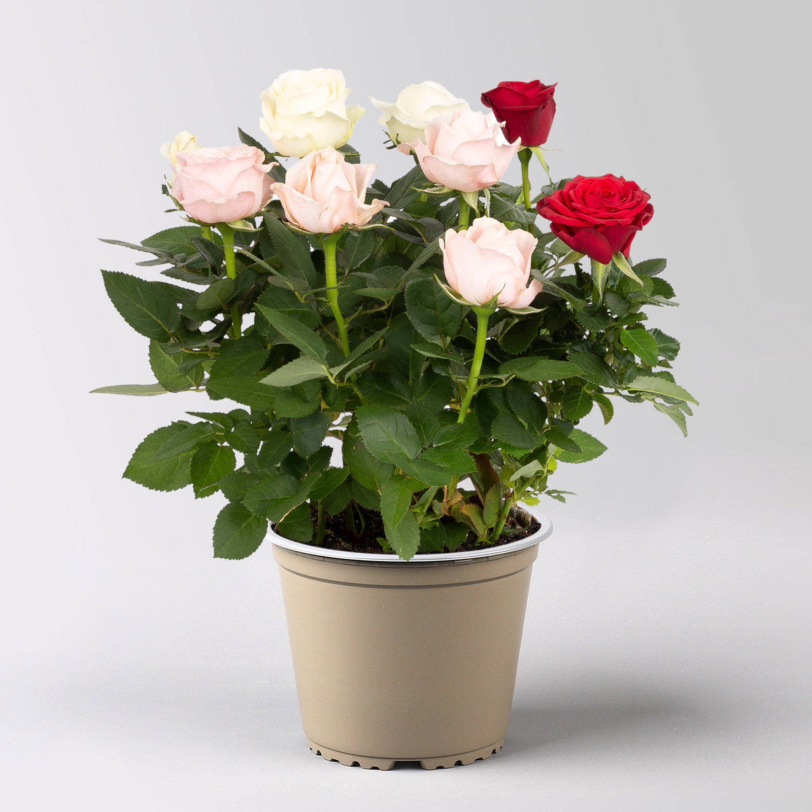 'Danke Mama' Rose 'Trio' im Keramikübertopf Byron