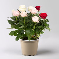 'Danke Mama' Rose 'Trio' im Keramikübertopf Byron