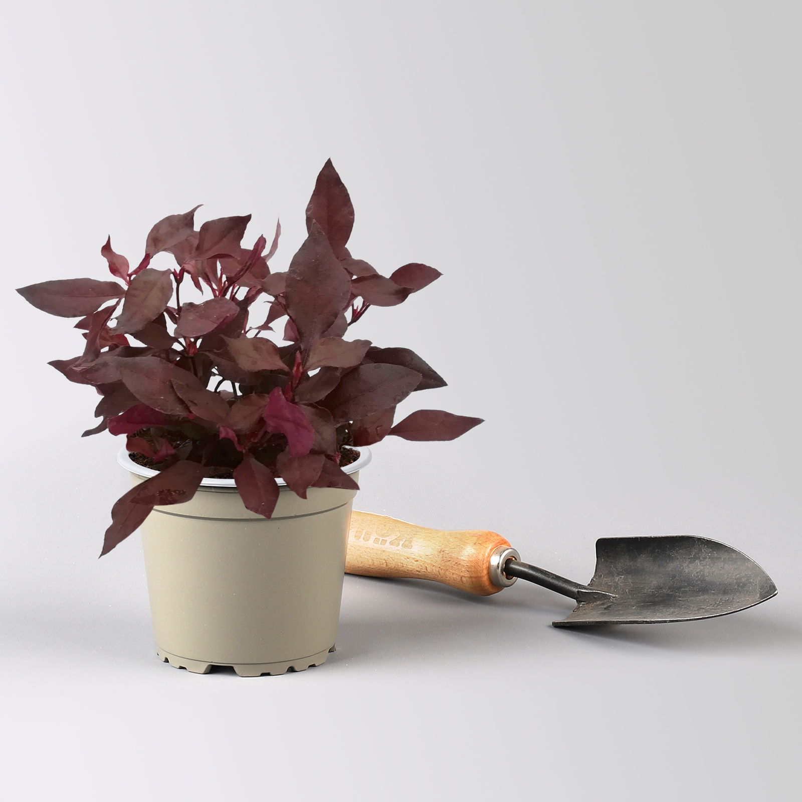 Alternanthera 'Choco Chili', dunkelviolett, Topf 12 cm Ø, 6 Pflanzen