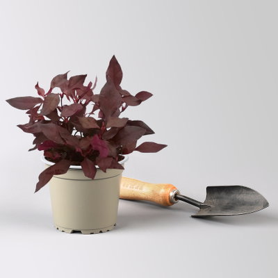 Alternanthera 'Choco Chili', dunkelviolett, Topf-Ø 12 cm, 6 Pflanzen Alternanthera 'Choco Chili', dunkelviolett, Topf-Ø 12 cm, 6 Pflanzen