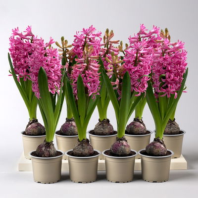 Hyazinthe rosa, vorgetrieben, Topf-Ø 9 cm, 9 Pflanzen Hyazinthe rosa, vorgetrieben, Topf-Ø 9 cm, 9 Pflanzen