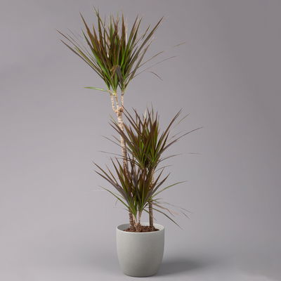 Gerandeter Drachenbaum 'Magenta', Topf-Ø 21 cm, Höhe ca. 120 cm