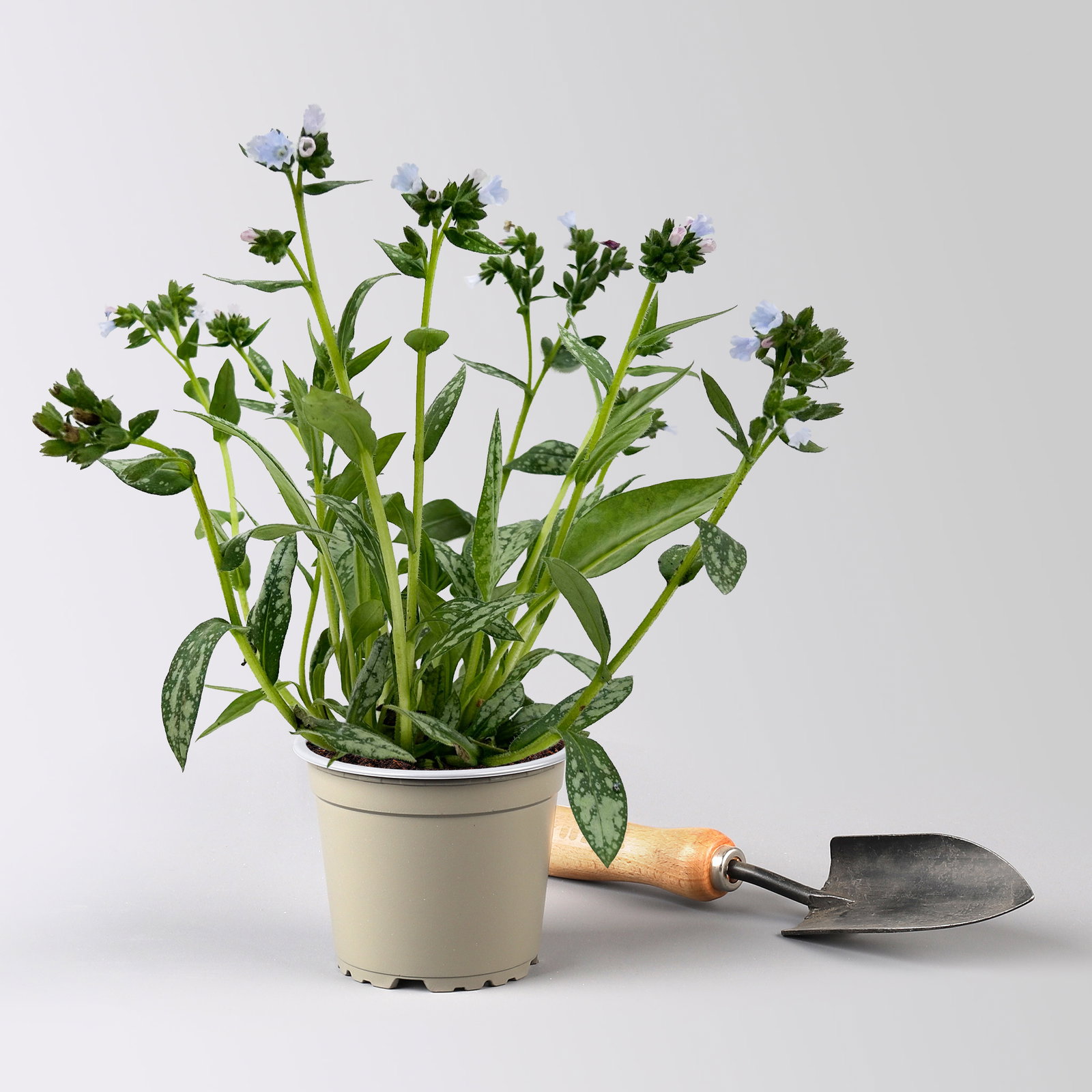 Bio Lungenkraut 'Opal', hellblau, Topf-Ø 12 cm, 3 Pflanzen Bio Lungenkraut 'Opal', hellblau, Topf-Ø 12 cm, 3 Pflanzen