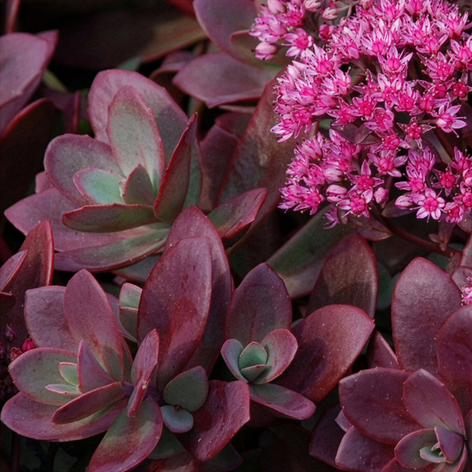 Fetthenne purpurrosa, Topf Ø 12 cm, 3 Pflanzen Fetthenne purpurrosa, Topf Ø 12 cm, 3 Pflanzen