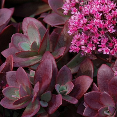 Fetthenne purpurrosa, Topf Ø 12 cm, 3 Pflanzen Fetthenne purpurrosa, Topf Ø 12 cm, 3 Pflanzen