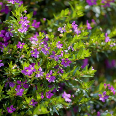 Japanische Scheinmyrte, lila/rosa, Topf-Ø 11 cm, 6 Pflanzen