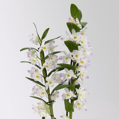 Dendrobium, lila, Topf-Ø 12 cm, Höhe ca. 50-60 cm