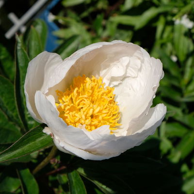 Kölles Beste Edel-Pfingstrose, Paeonia 'Krinkled White', weiß, Topf 19 cm