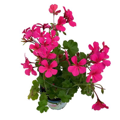 Geranie 'Rainbow Neon Purple', pink, hängend, Topf-Ø 13 cm, 6 Pflanzen