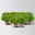 Hebe Mini 'Green Globe®', Topf-Ø 7 cm, 12 Pflanzen