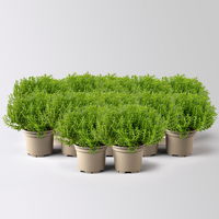 Hebe Mini 'Green Globe®', Topf-Ø 7 cm, 12 Pflanzen