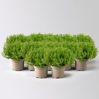 Hebe Mini 'Green Globe®', Topf-Ø 7 cm, 12 Pflanzen Hebe Mini 'Green Globe®', Topf-Ø 7 cm, 12 Pflanzen