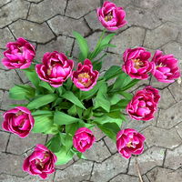 Tulpe 'Double You' pink, vorgetrieben, Topf-Ø 23 cm