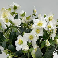 Christrose 'Wintersun', weiß, Schalen-Ø 27 cm